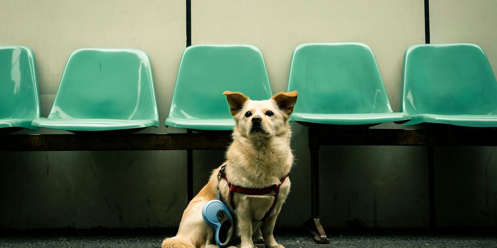 adult white dog sitting beside teal gang chair