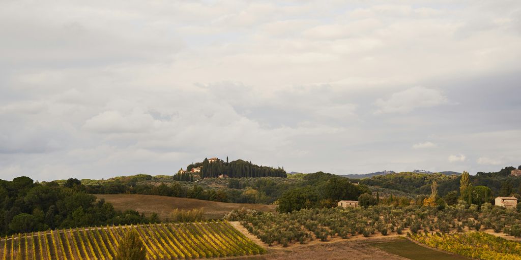 a view of a vineyard with a castle in the distance