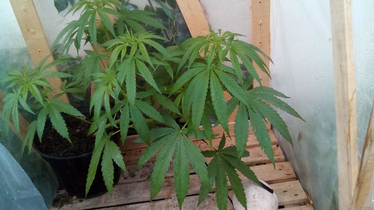 Online-Shops für Cannabissamen