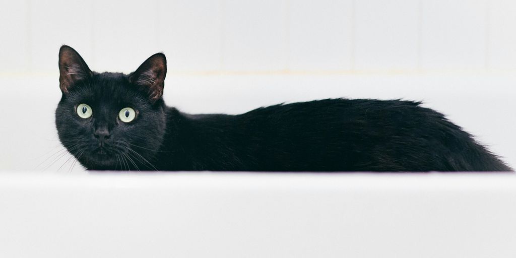 a black cat with green eyes sitting in a bathtub