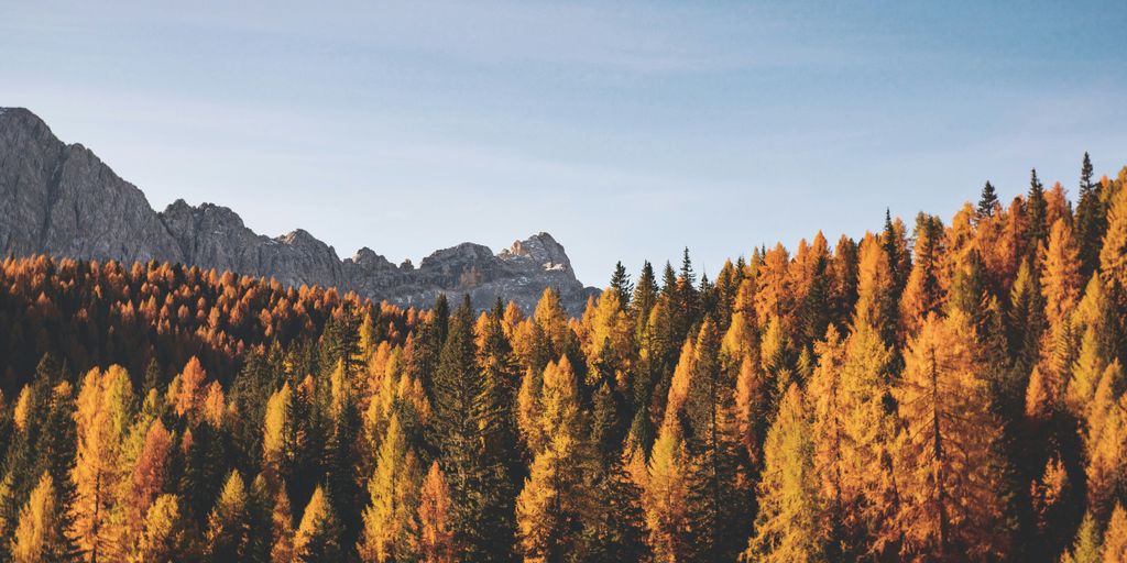 brown trees