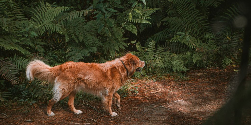 a dog standing in the middle of a forest