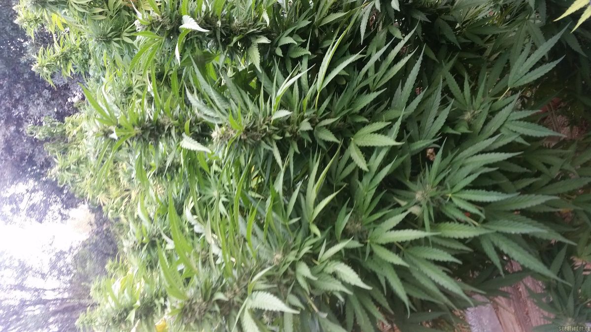Nachhaltiger Cannabisanbau