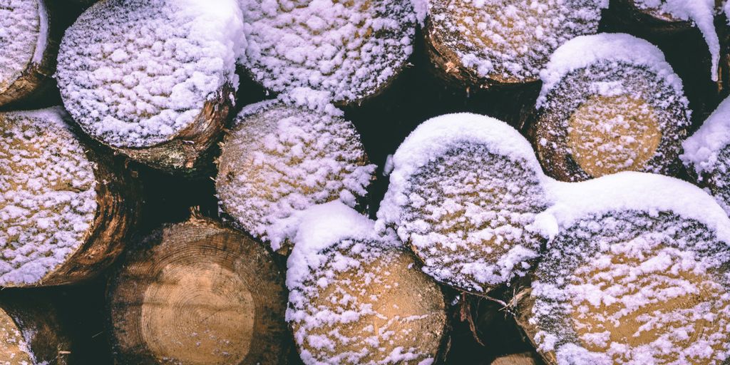 white and brown plant on brown wooden log