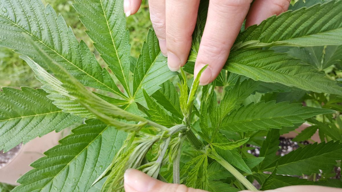 Zukunft des Cannabismarktes in Achstetten