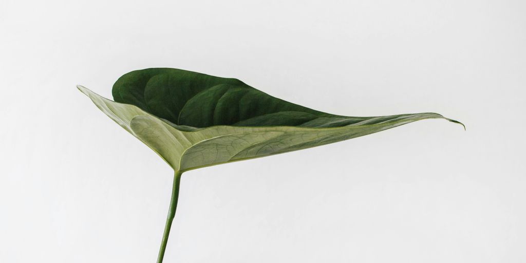 green leaf photography