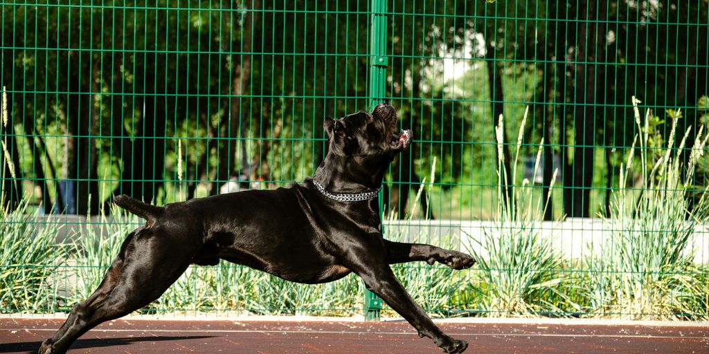 a dog jumping to catch a tennis ball