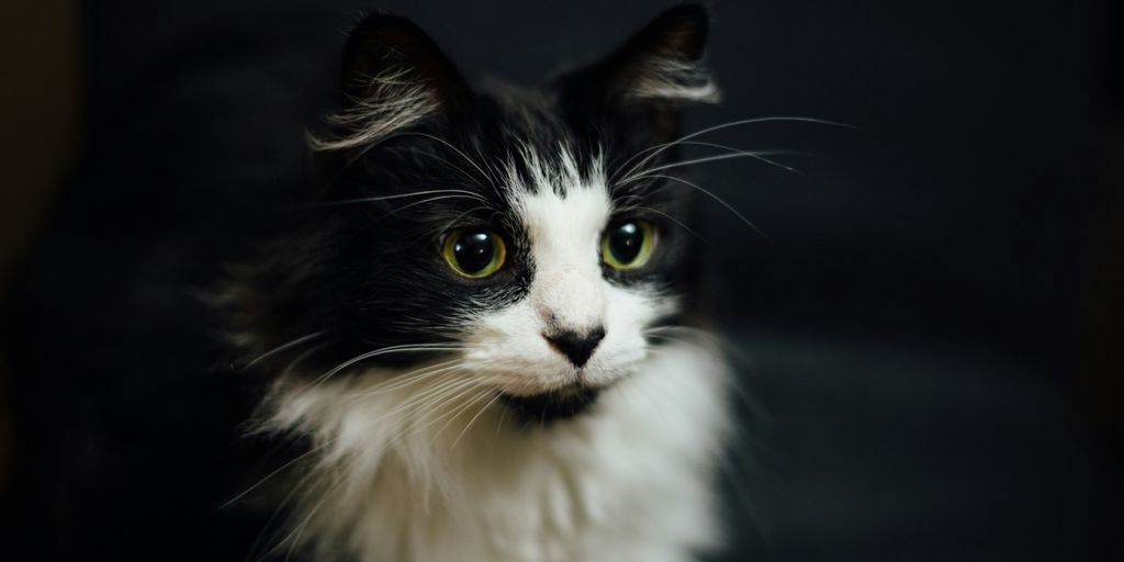 shallow focus photography of tuxedo cat