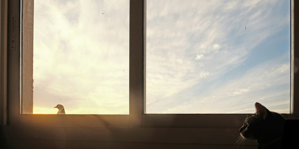 a cat sitting in front of a window looking out at the sky