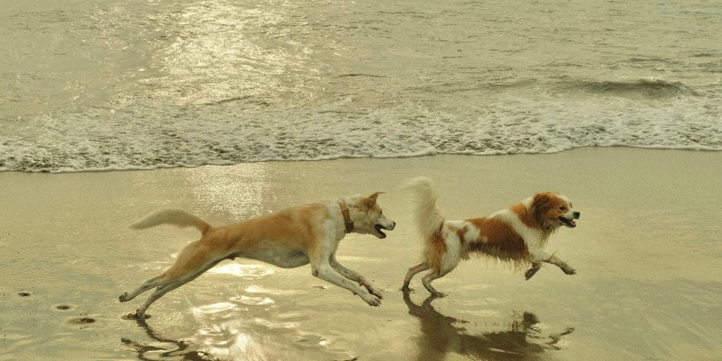 two dogs running on the beach near the water