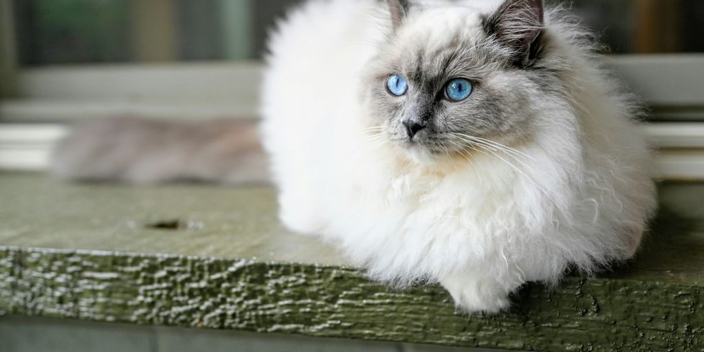white and gray long fur cat on green wooden surface