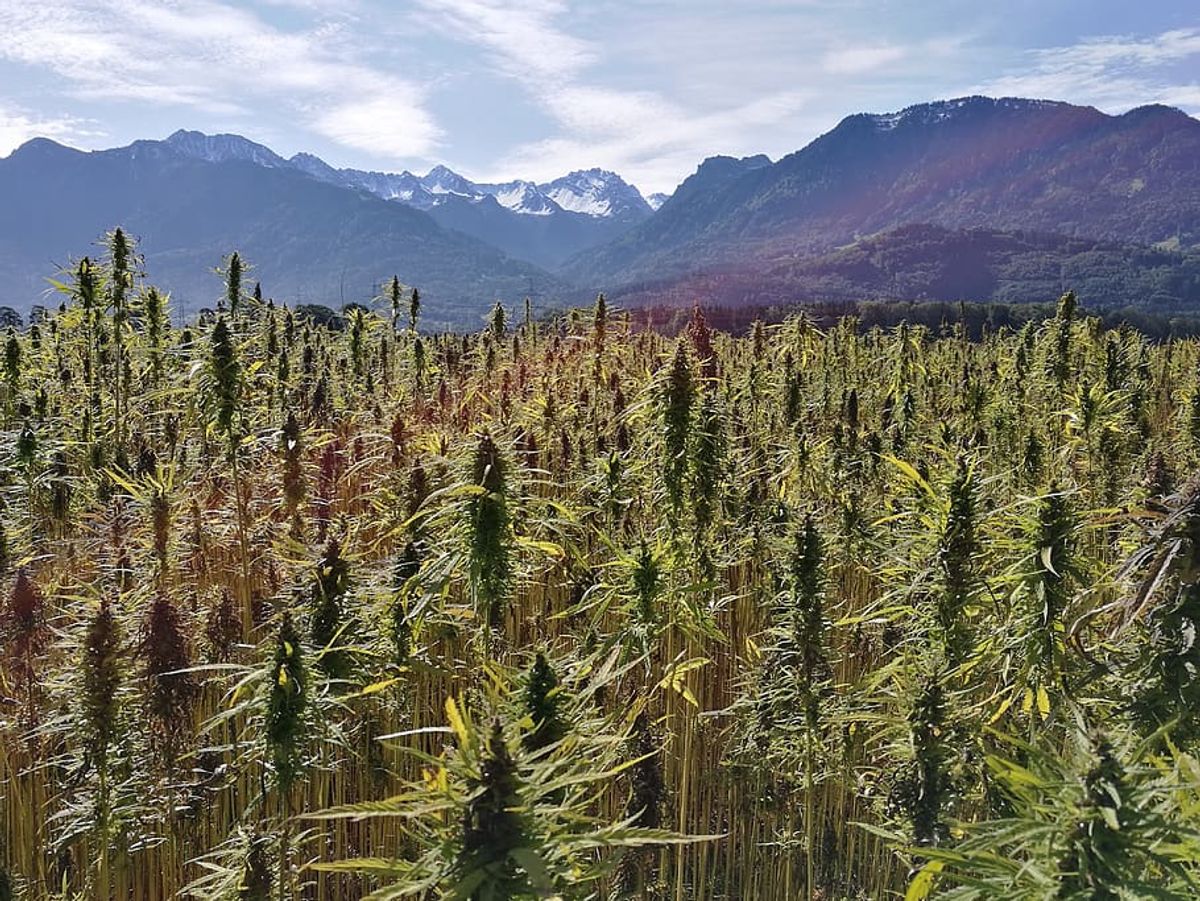 Tipps zur Lagerung und Keimung von Cannabissamen