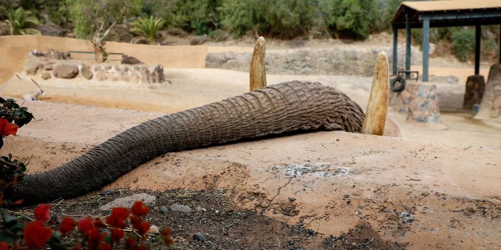 an elephant laying on top of a dirt field Amazon Kategorie Optimierung