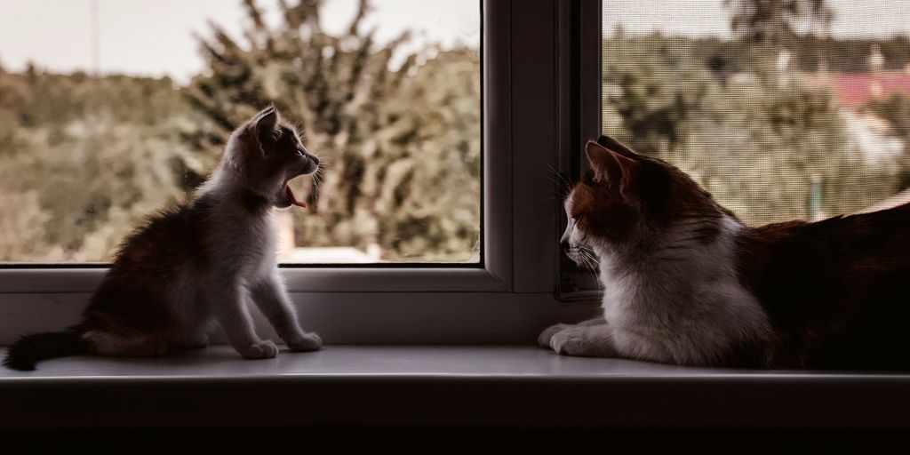 a cat and a dog looking out a window