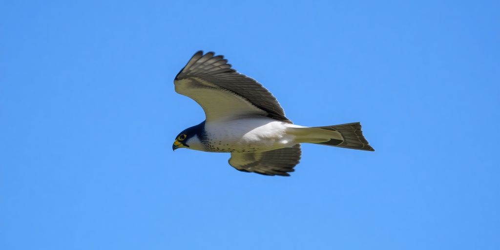 Falcão-peregrino voando em um céu azul.