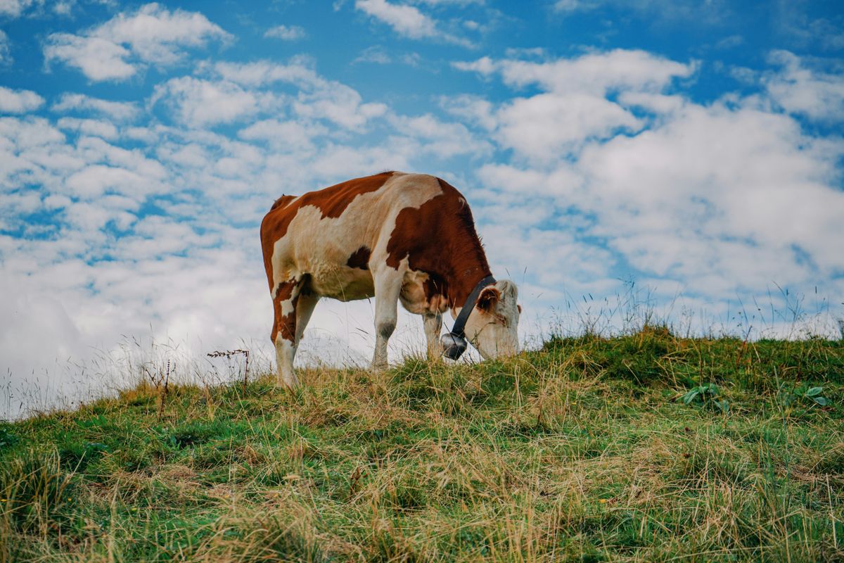 The Economics of Moo: Cost-Effective Livestock Rearing in JADAM