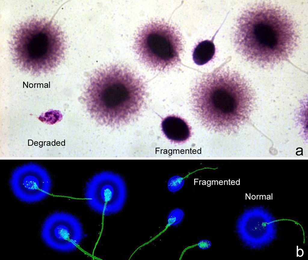 Discovering Masculinity: A Guide to Male Sperm Test Kits