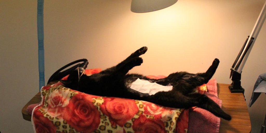 veterinarian caring for a feral cat in a clinic