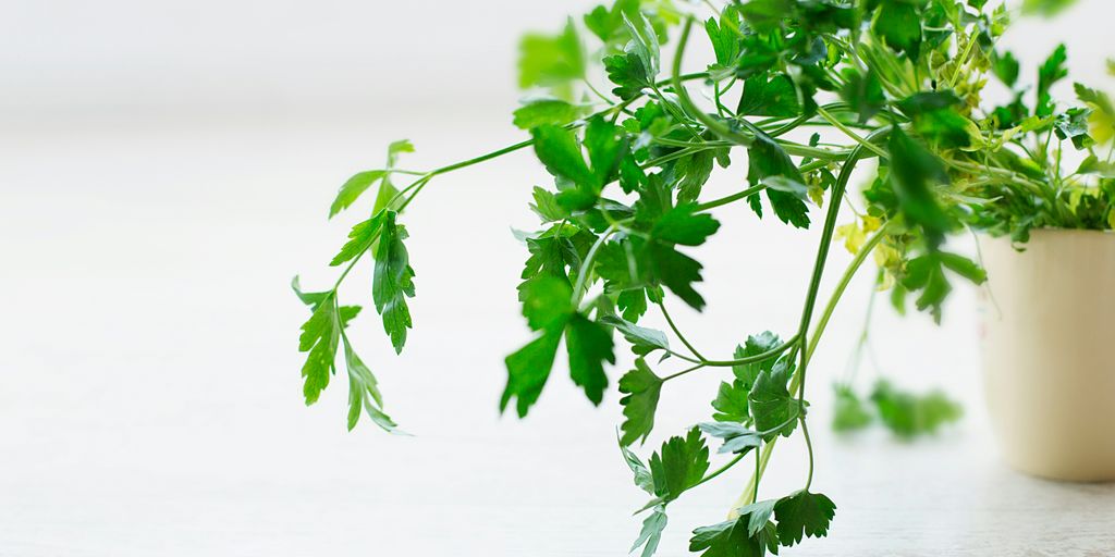 closeup photo of green leafed plant