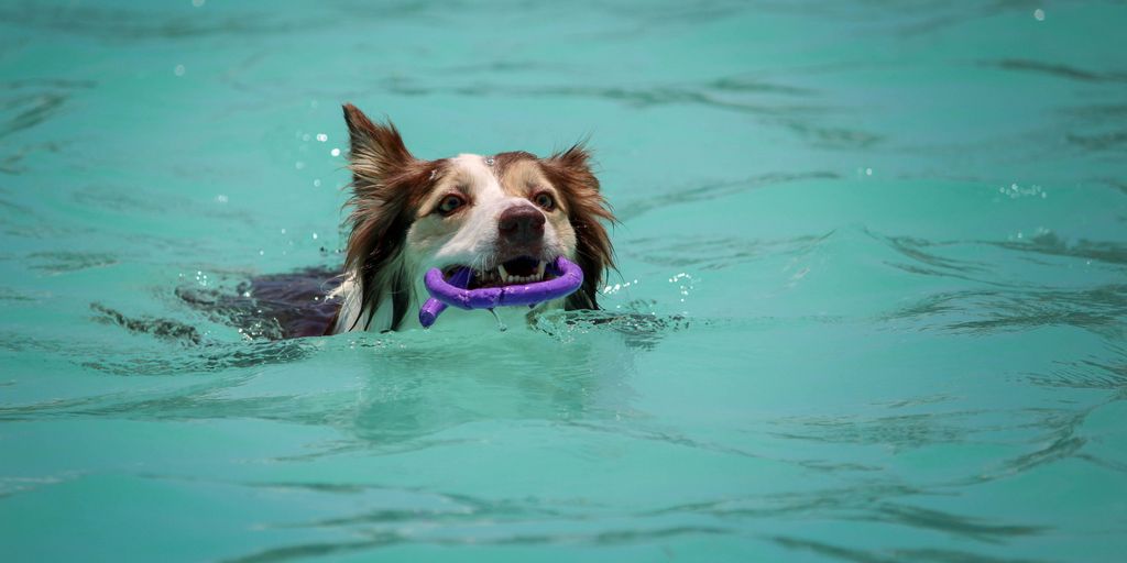 dog biting purple ornament while swimming during daytime