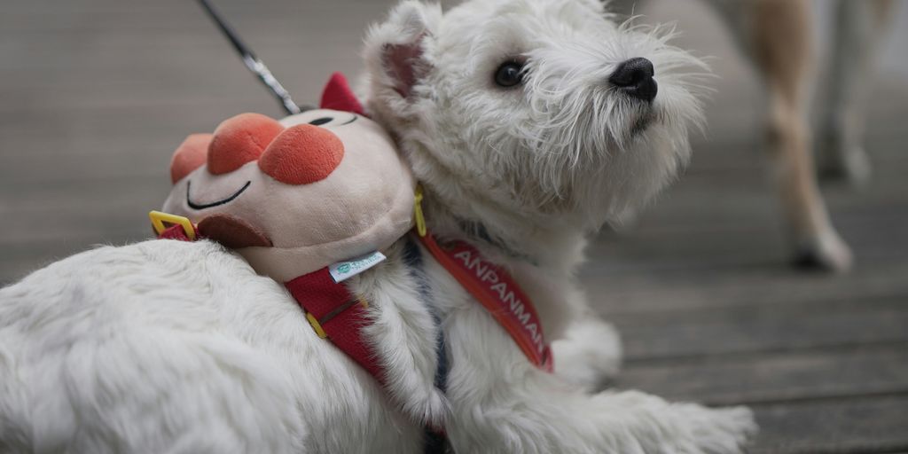a small white dog with a stuffed animal on a leash