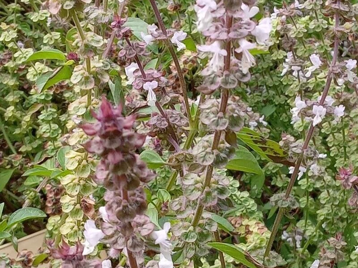Ocimum gratissimum culinary uses
