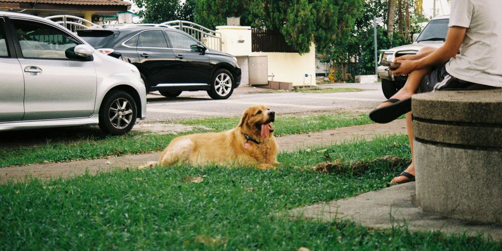 golden retriever sitting on green grass field during daytime