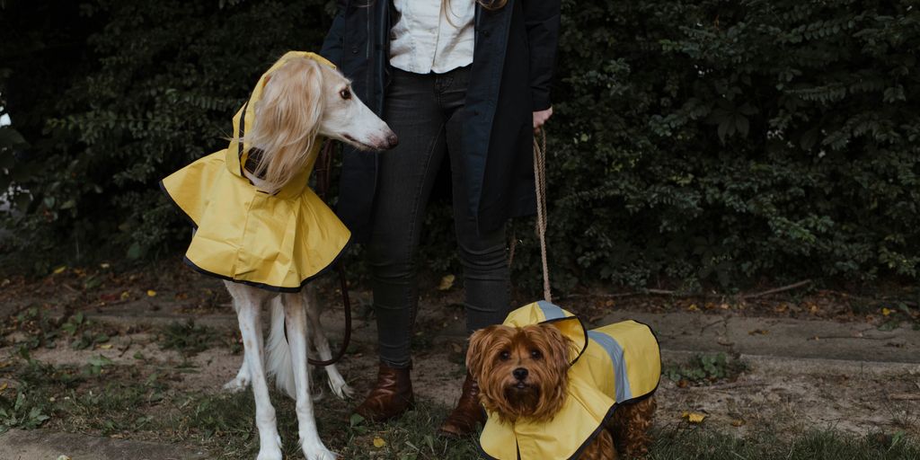 woman in black jacket holding brown short coated dog