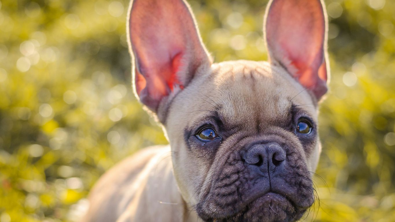 a close up of a dog on a field of grass
