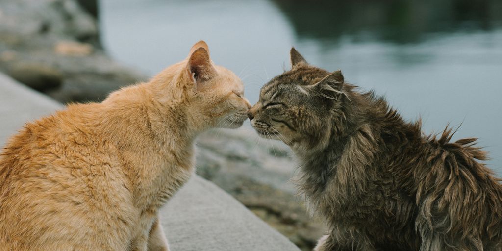 orange and brown tabby cat on pavement near body of water