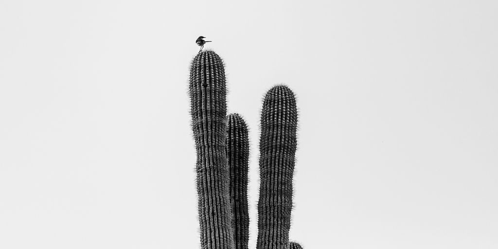 a bird sitting on top of a tall cactus