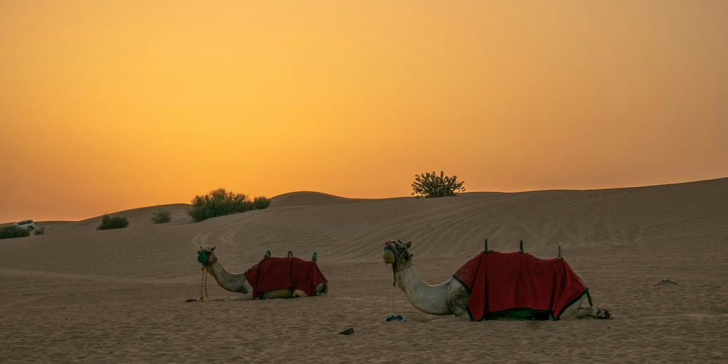 white camel on brown sand during sunset