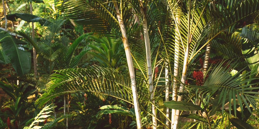 green palm tree during daytime