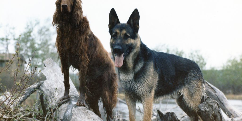 a couple of dogs standing on a log