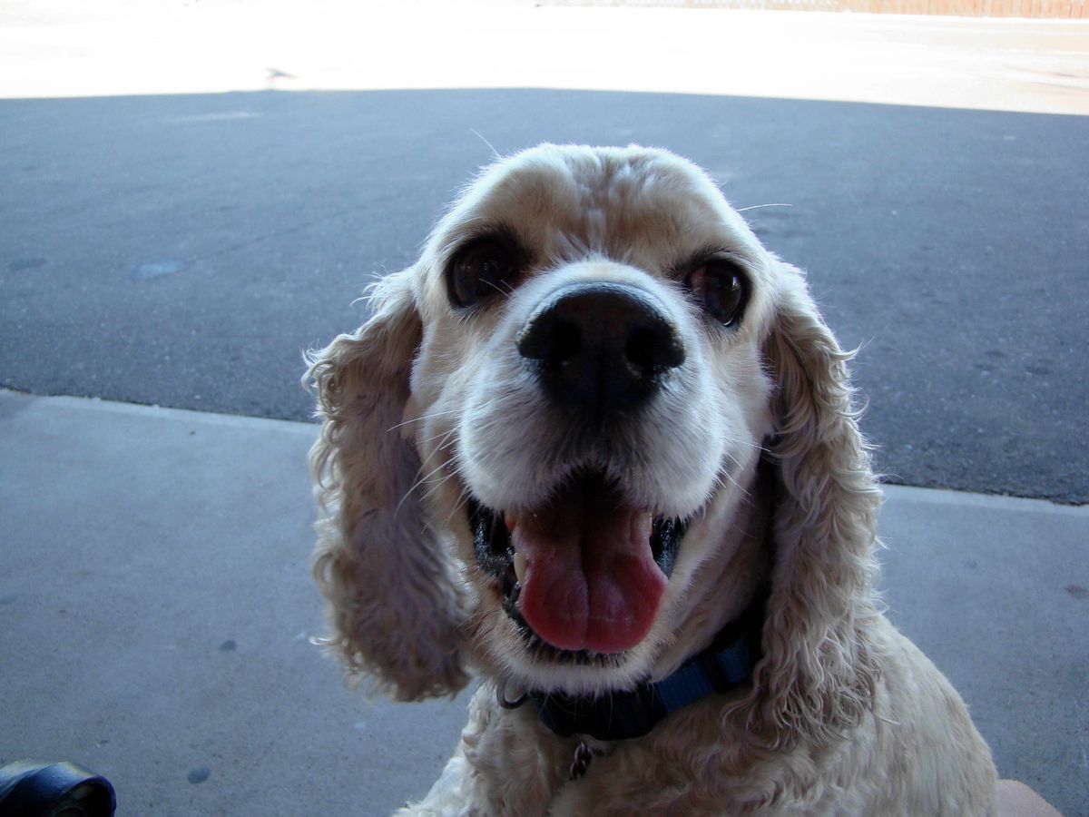 Social Characteristics and Compatibility