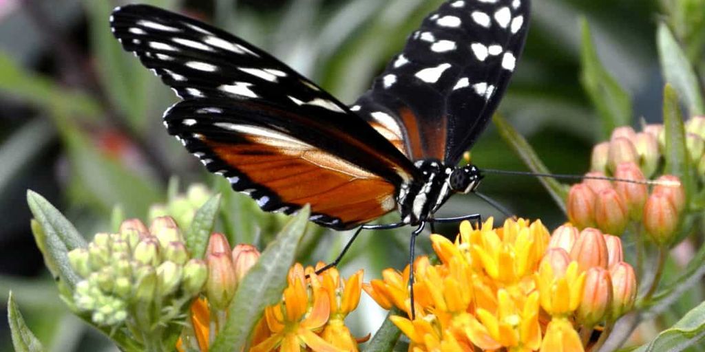 butterfly garden with birds and bees