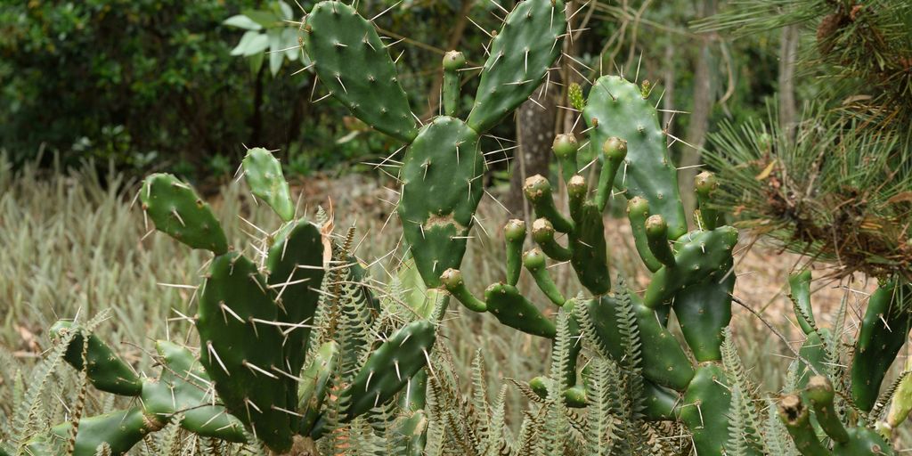 Prickly pear cactus with buds and long spines.