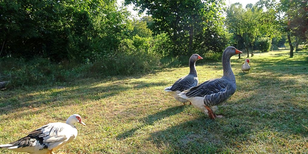 A group of ducks standing on top of a grass covered field