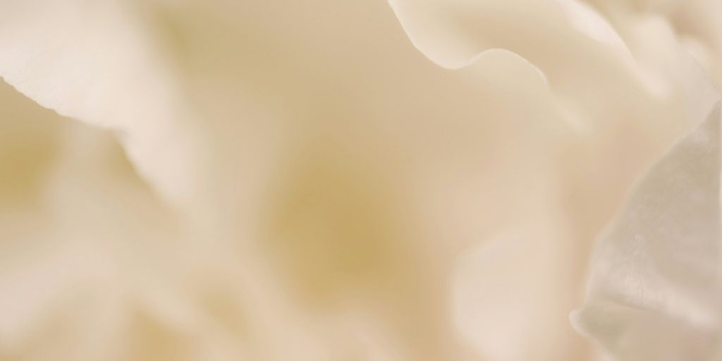 a close up of a white flower with a blurry background