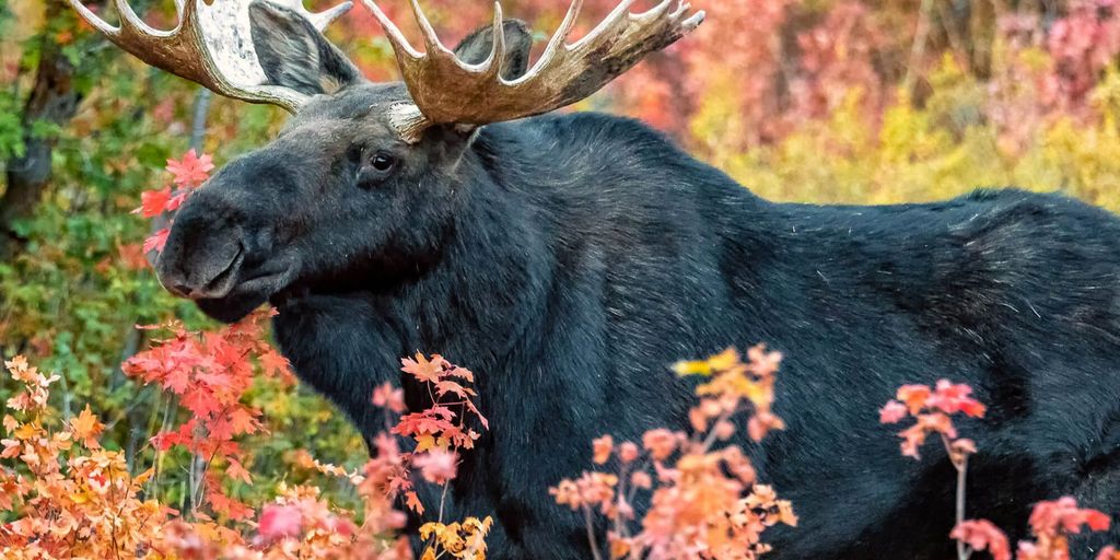wildlife photography in Birmingham parks