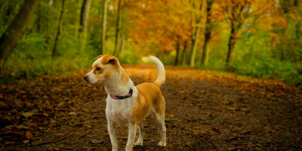 a dog standing on a path in a forest