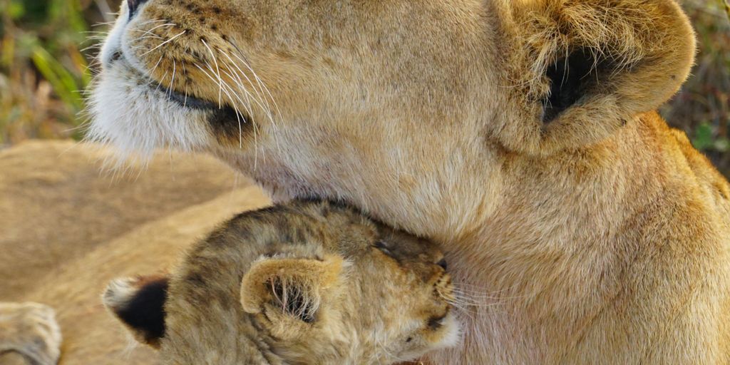 a lion with its mouth open