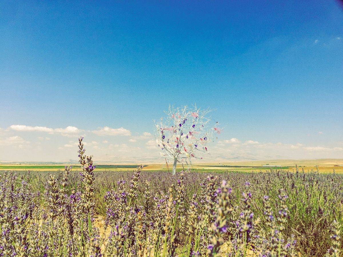 a lone tree in the middle of a field