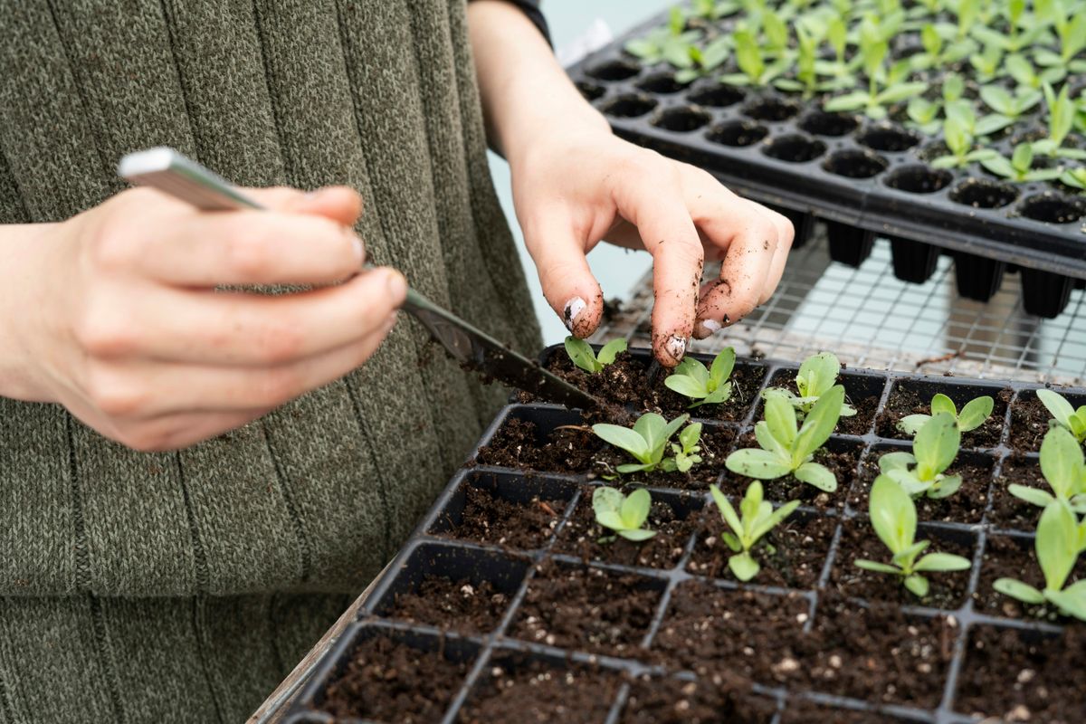 Joining the JADAM Movement: A Call to Action for Aspiring Farmers