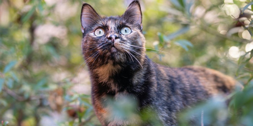 a cat standing in a bush