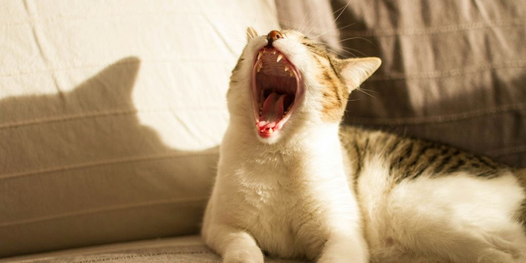 a cat yawns while sitting on a couch