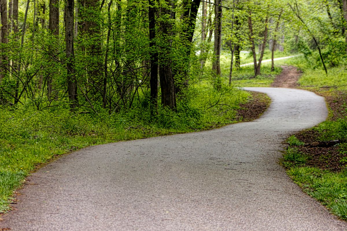 Guided by the Green: Practical Steps to a Profound Forest Experience