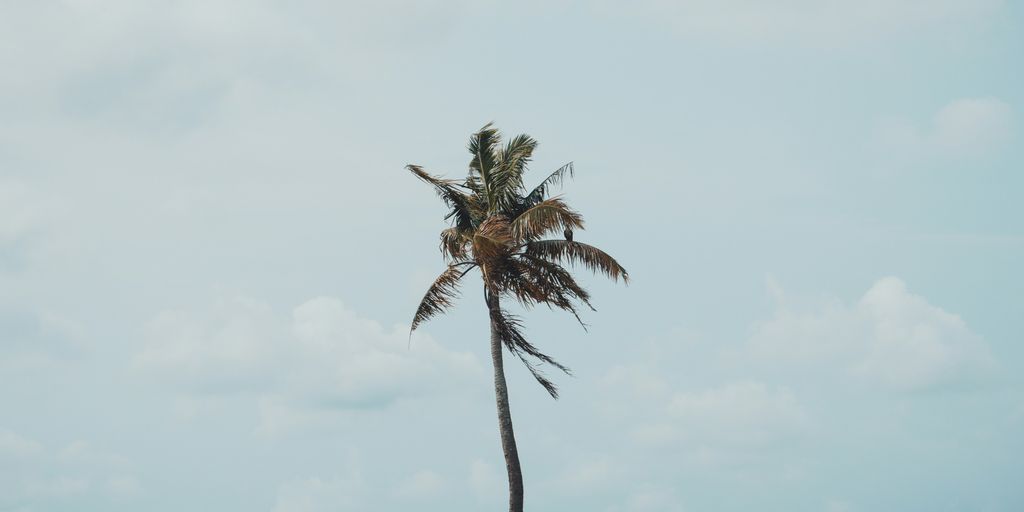 a palm tree is blowing in the wind