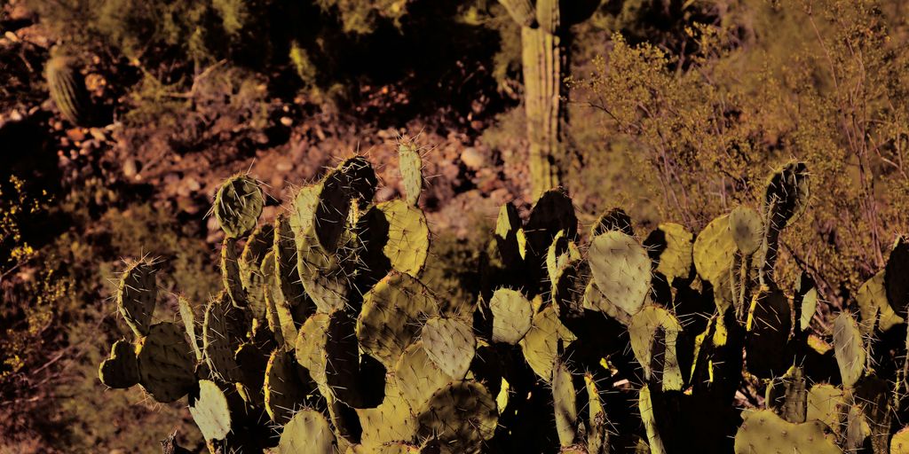 a group of plants with leaves