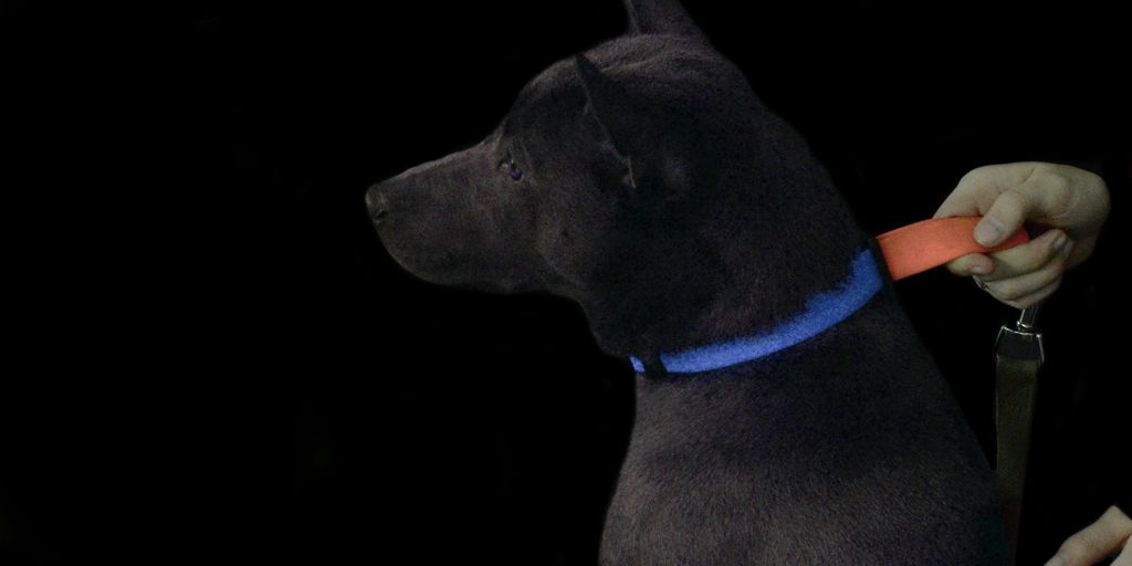 adult short-coated black dog